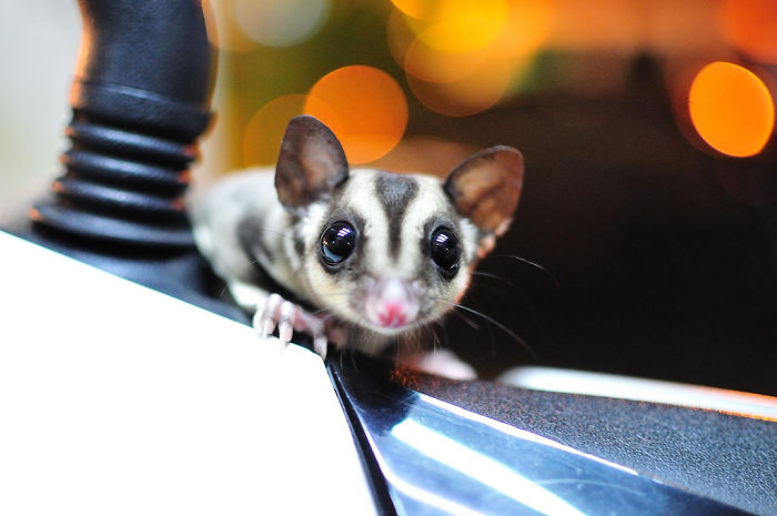 Sugar Glider