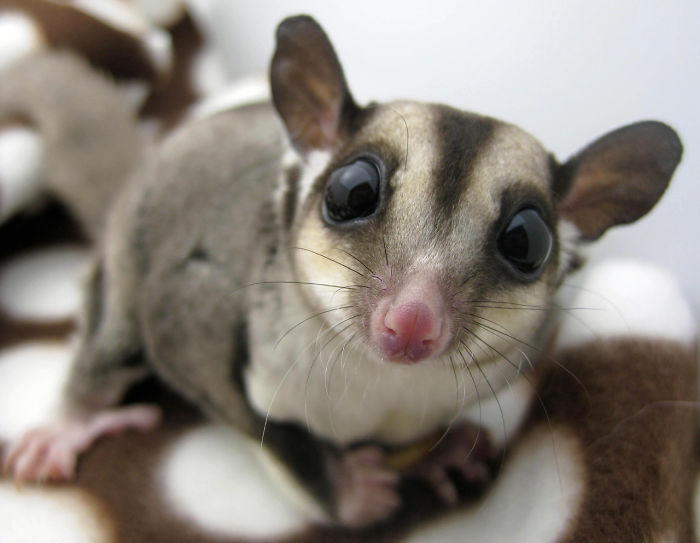 All Cute. All The Time