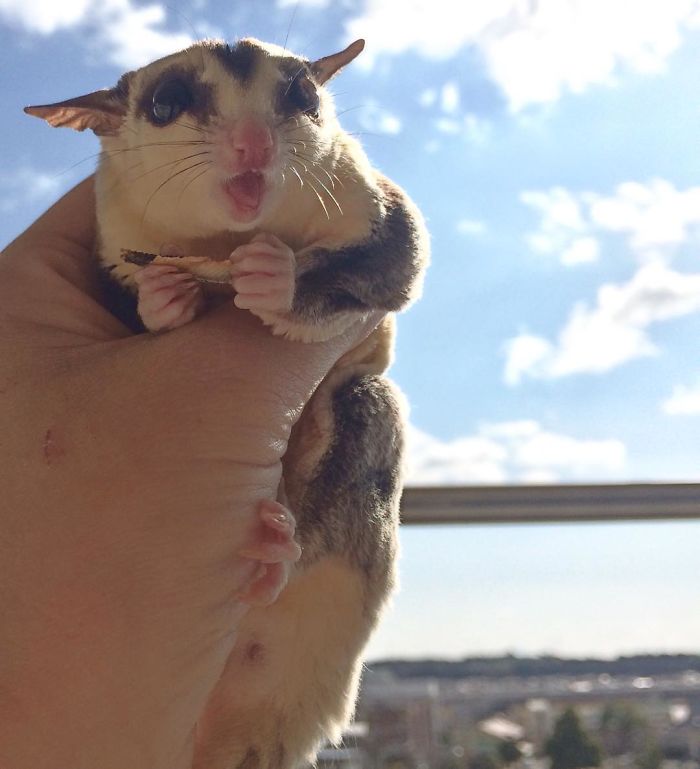 Sugar Glider