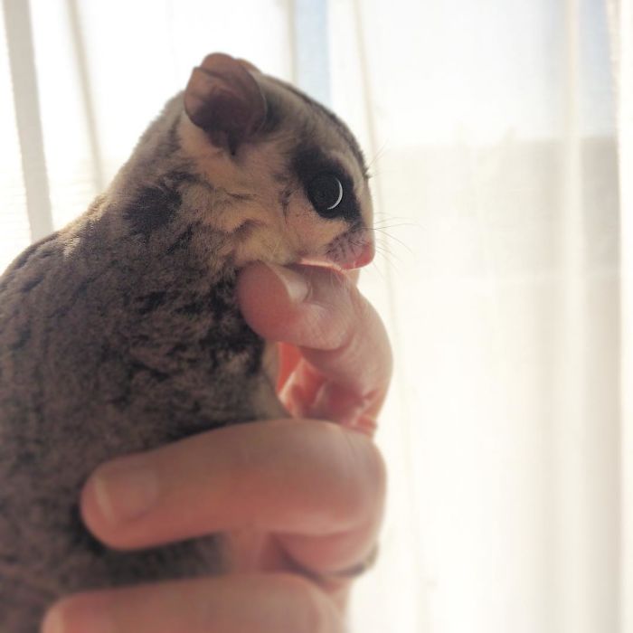 Sugar Glider