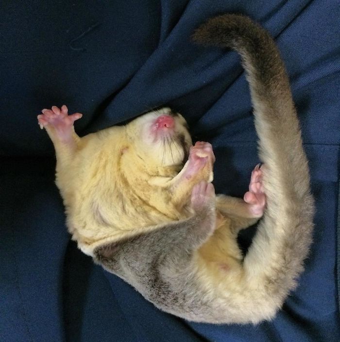 Sugar Glider