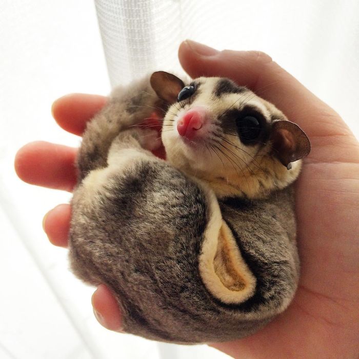 Sugar Glider