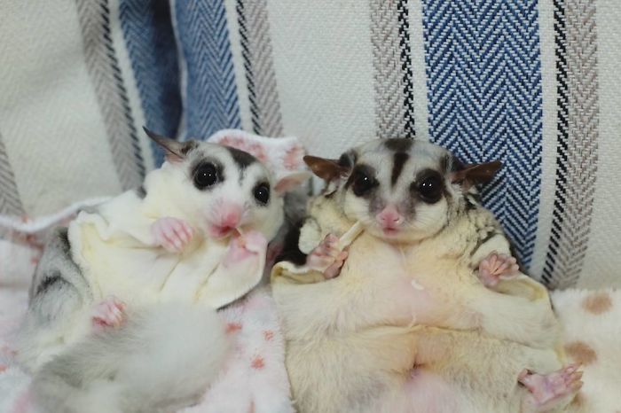 Sugar Gliders
