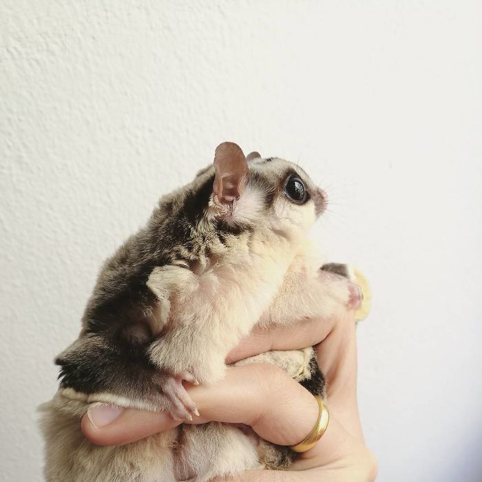 Sugar Glider