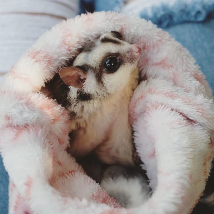 Sugar Glider