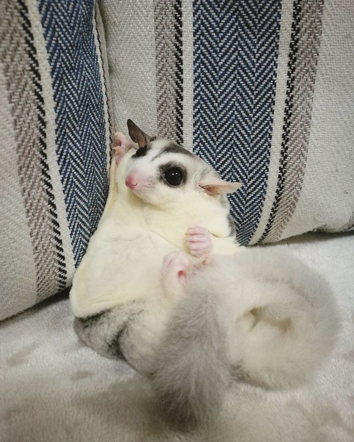 Sugar Glider Might Be Liquid