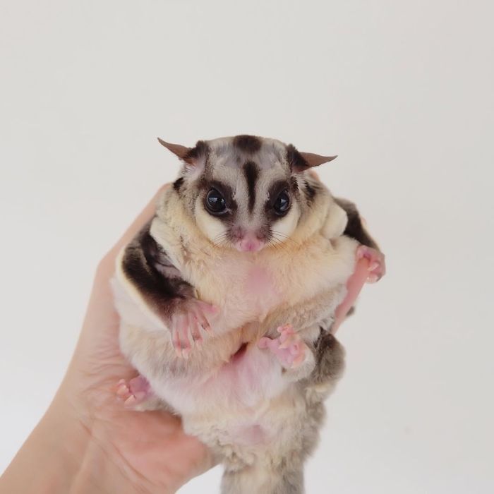 Sugar Glider
