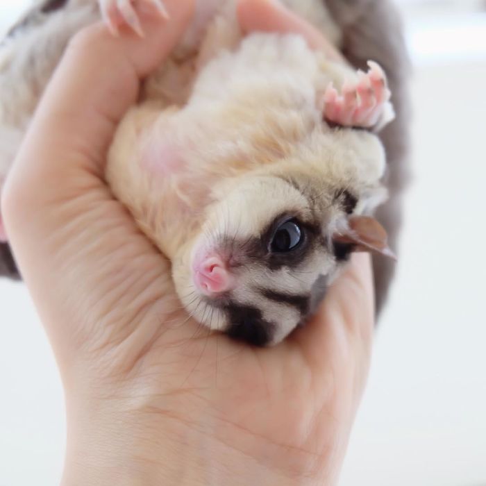 Sugar Glider