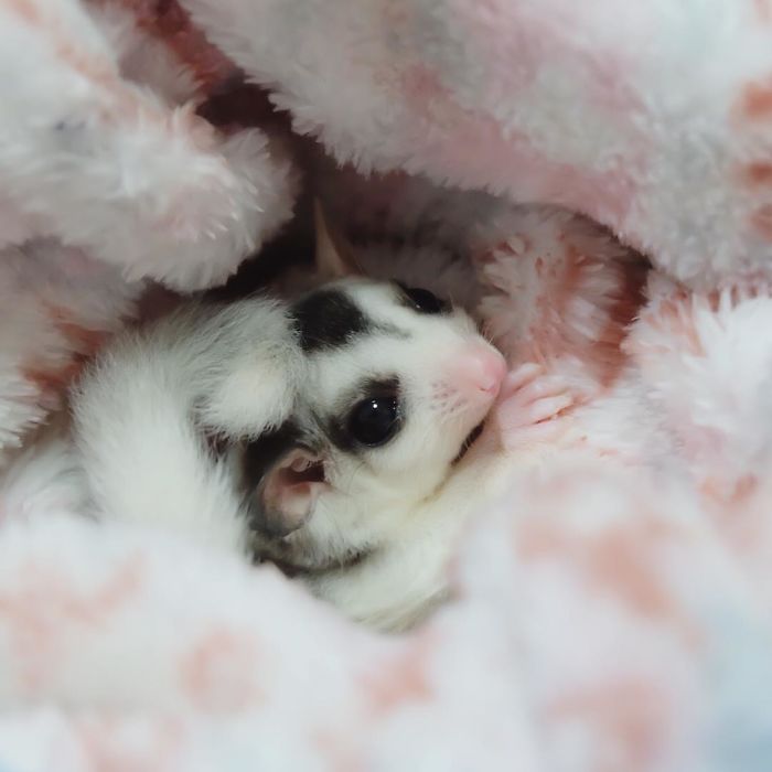 Sugar Glider