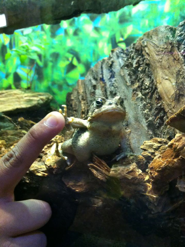 A close-up of one of the angriest animals, a frog, pushing against a human finger in a naturalistic habitat.