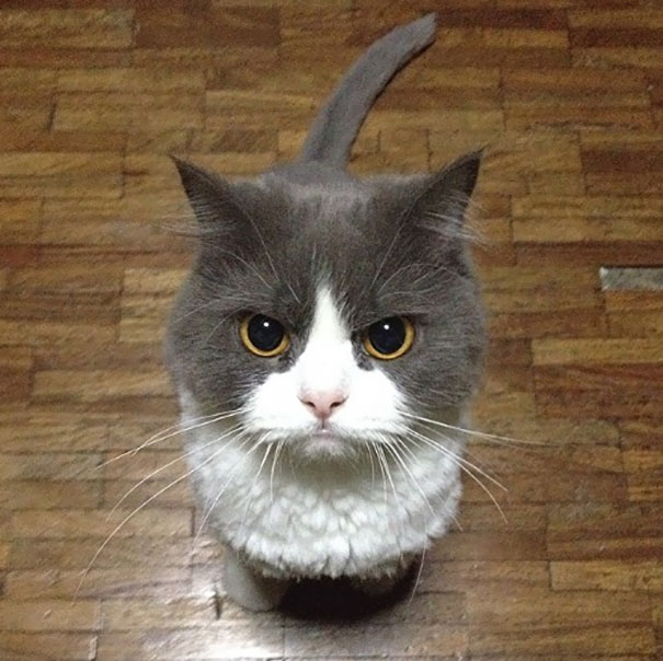 Angriest animals example showing a gray and white cat with intense eyes sitting on a wooden floor looking up.