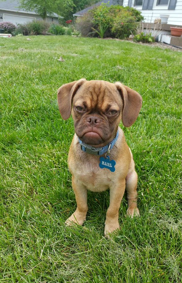 Small dog sitting on grass with an angry facial expression, showcasing one of the angriest animals you wouldn't want to meet.