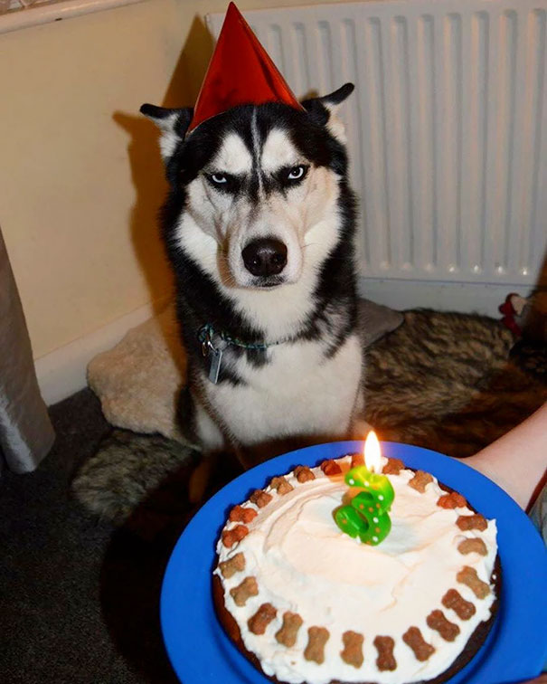 Angry husky wearing a red party hat sitting near a birthday cake with a lit candle in a home setting.