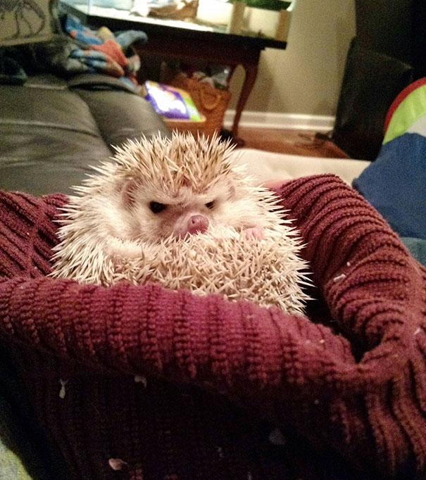 Angry hedgehog curled up with spines raised, looking fierce and protective while resting on a cozy knitted fabric.