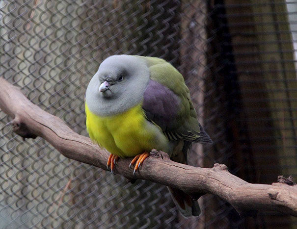 Angry colorful bird with aggressive expression perched on a branch behind a wire fence among angry animals