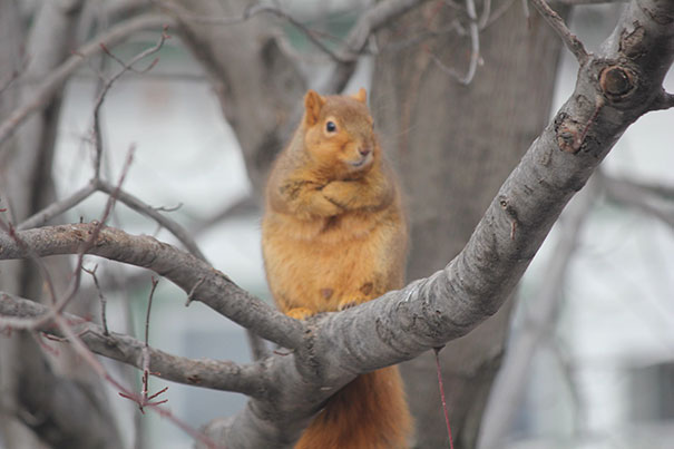 Angry animal, red squirrel with crossed arms sitting on tree branch showing fierce expression in natural setting.
