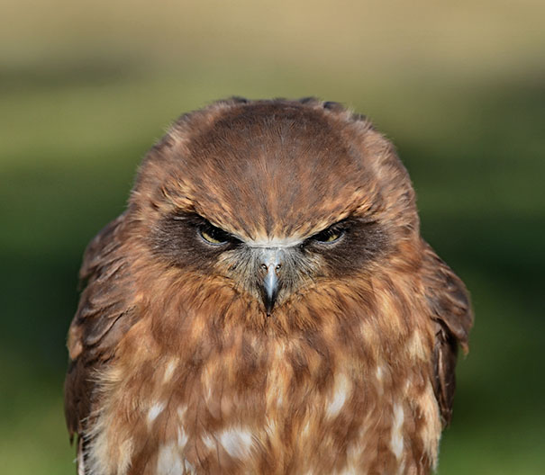 Close-up of an angry brown bird with fierce eyes, representing one of the angriest animals you wouldn’t want to meet.