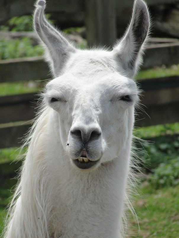 Close-up of a white llama with an irritated expression, one of the angriest animals you wouldn't want to meet in your way.