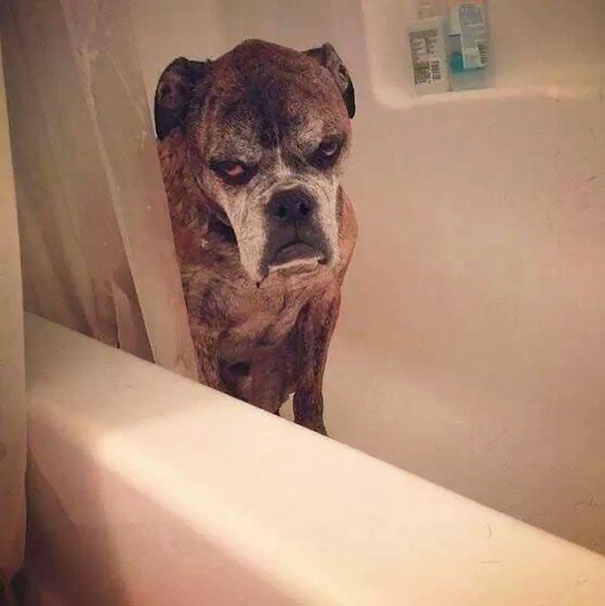 Angry dog standing in bathtub with fierce expression, showcasing one of the angriest animals you wouldn't want to meet.