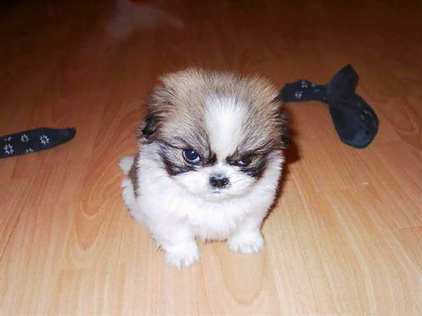 Fluffy small dog with an angry expression sitting on a wooden floor near scattered socks, showcasing angry animals.