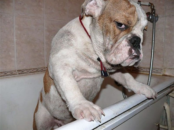 Angry bulldog with a fierce expression standing on the edge of a bathtub showing aggressive behavior.