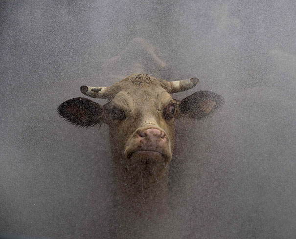 Angry bull emerging through thick mist, showcasing one of the angriest animals you wouldn't want to meet in your way.