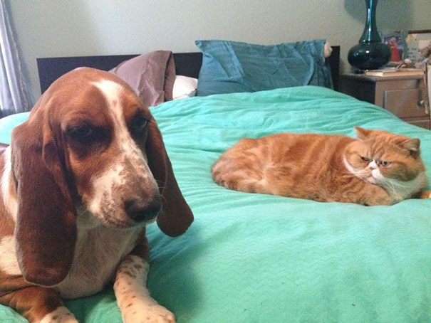 Basset hound and angry orange cat on a bed, showing expressions of the angriest animals you wouldn't want to meet.
