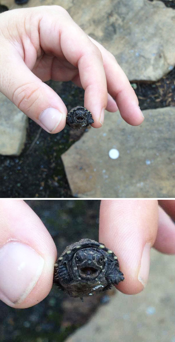 Tiny angry turtle held between fingers, showing fierce expression, one of the angriest animals you wouldn't want to meet.