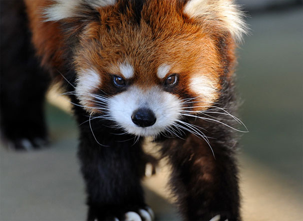 Close-up of an angry red panda with intense eyes and sharp claws, one of the angriest animals you'd avoid meeting.
