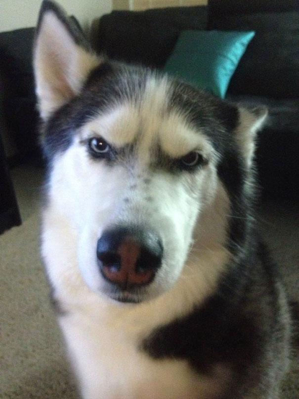 Close-up of an angry husky with intense eyes, showcasing one of the angriest animals you wouldn’t want to meet.