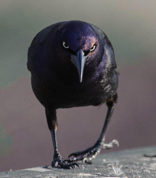 Close-up of an angry black bird with intense glare, showcasing one of the angriest animals you wouldn't want to meet.