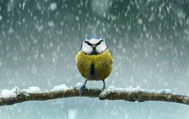 Small angry bird perched on snowy branch during heavy snowfall, showcasing nature's fiercest animals in winter.