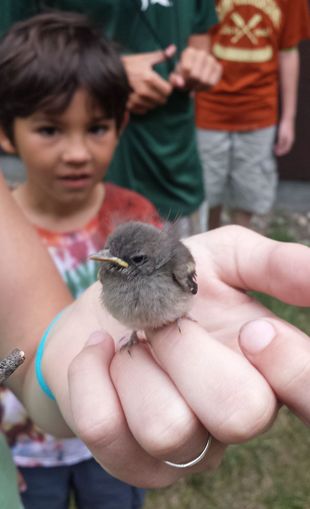 Small angry bird perched on a person’s hand with curious children in the background, showing some of the angriest animals.