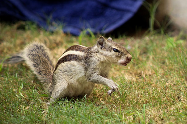 Angriest animals featured with a fierce-looking squirrel showing aggression on grassy ground outdoors.