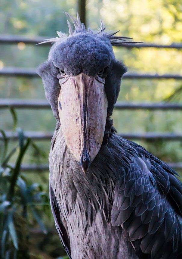 Close-up of an angry shoebill bird with intense eyes and sharp beak, one of the angriest animals you wouldn't want to meet