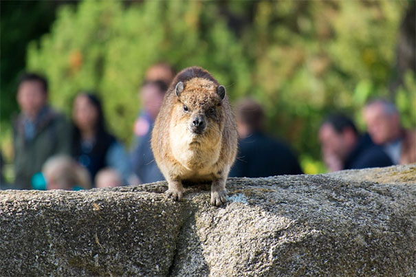 Aggressive hyrax standing on a rock with blurred people and greenery in the background, showcasing angry animals behavior.