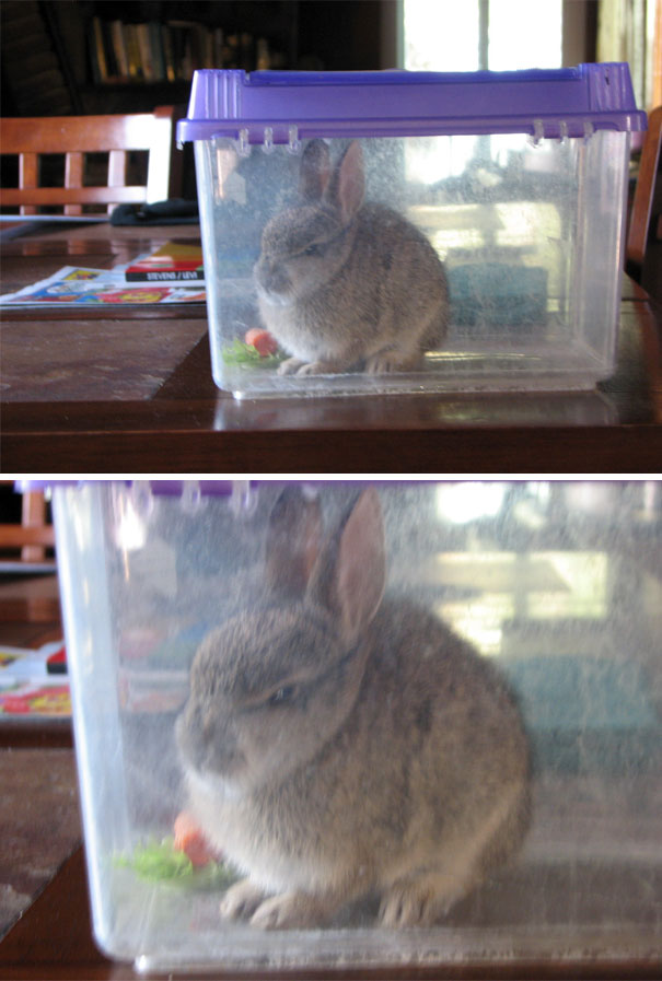 Small angry rabbit sitting inside a plastic container on a wooden table, showing an irritated expression.