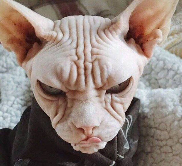 Hairless Sphynx cat with wrinkled skin and an angry expression, one of the angriest animals you wouldn’t want to meet.