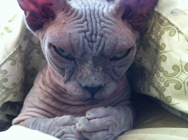 Hairless cat with wrinkled skin and an angry expression resting on patterned bedding, one of the angriest animals.