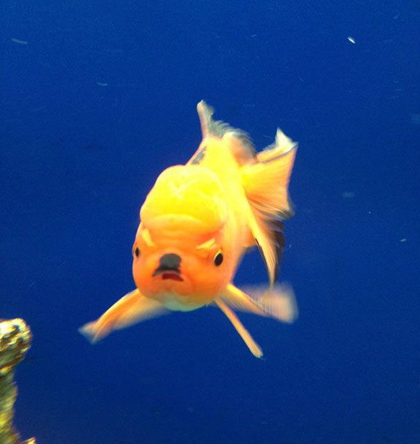 Close-up of an angry-looking goldfish exhibiting fierce expression among angry animals in a deep blue aquarium background
