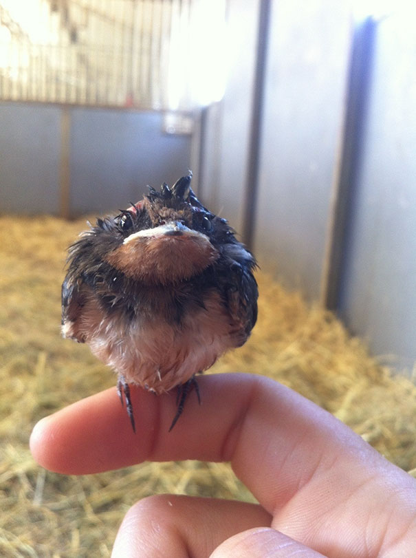 Small angry bird perched on a finger, showcasing one of the angriest animals you wouldn't want to meet in your way.