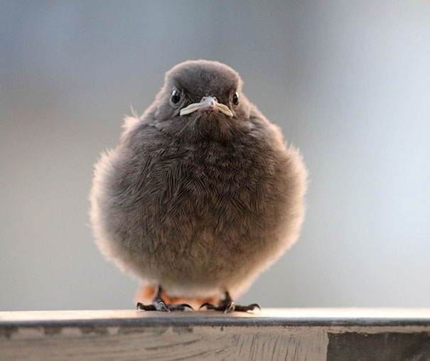 Close-up of an angry small bird with fluffed feathers perched, showcasing one of the angriest animals you wouldn't want to meet.
