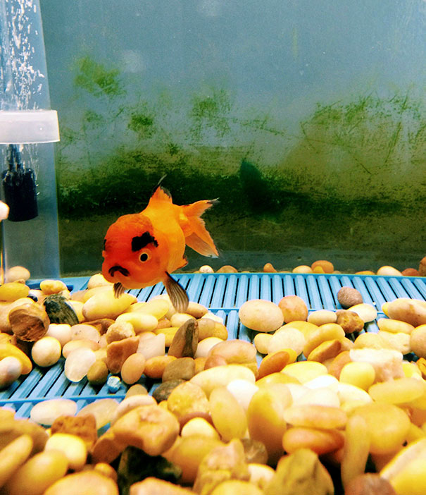 Angriest animals fish with fierce expression swimming in aquarium with rocks and green algae background
