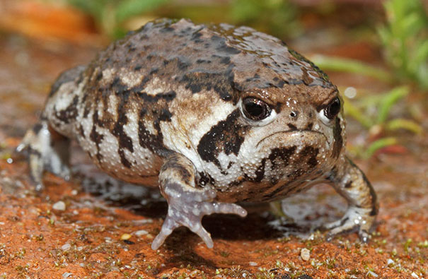 Close-up of an angry-looking frog with a bruiser expression, one of the angriest animals you wouldn't want to meet in your way