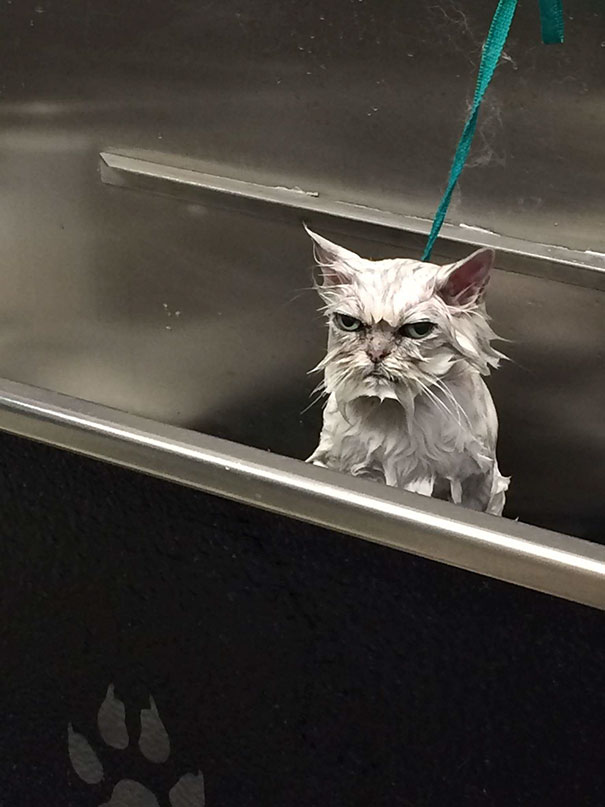 Wet cat with angry expression in a sink, showcasing one of the angriest animals you wouldn't want to meet in your way.