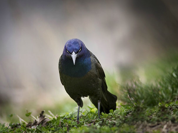 Close-up of an angry bird with intense eyes standing on grass, representing one of the angriest animals you wouldn't want to meet.
