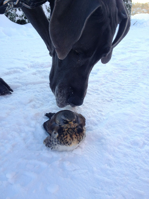 Large black dog sniffing an angry small bird sitting on snow, showcasing some of the angriest animals ever.