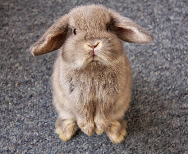 Fluffy brown rabbit standing on a grey carpet, looking straight ahead with a calm expression, angry animals concept contrast.