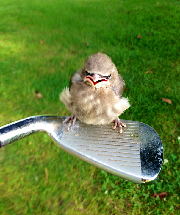 Angriest animals bird with open beak perched on a golf club against a blurred grass background.