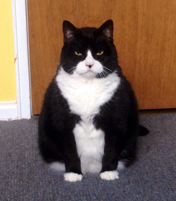 Black and white cat with an angry expression sitting on carpet in front of a wooden door, one of the angriest animals.